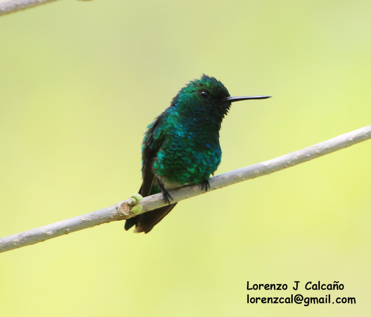 kolibřík modrobradý - ML305058211