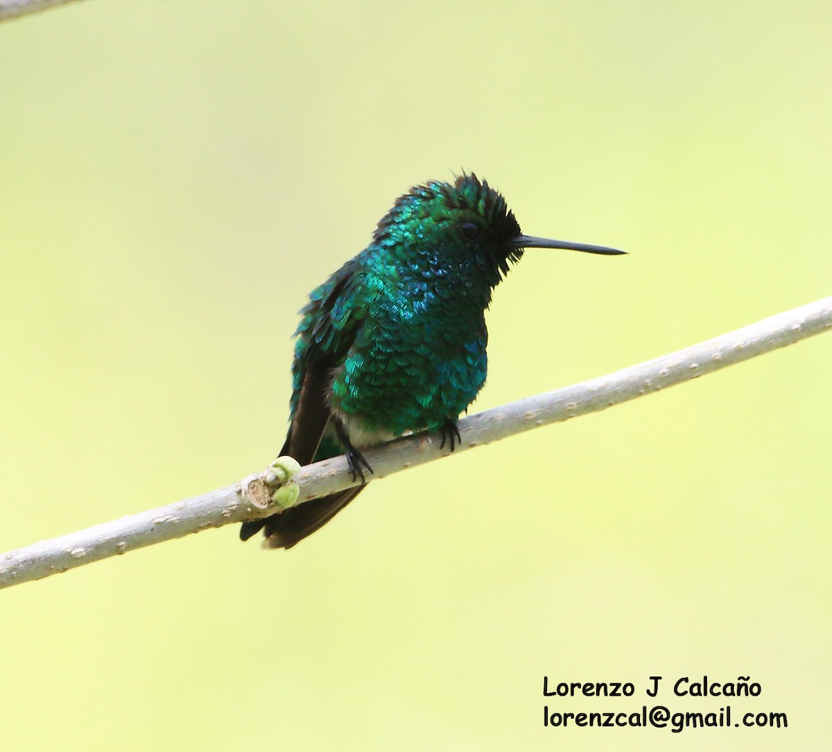 kolibřík modrobradý - ML305058241