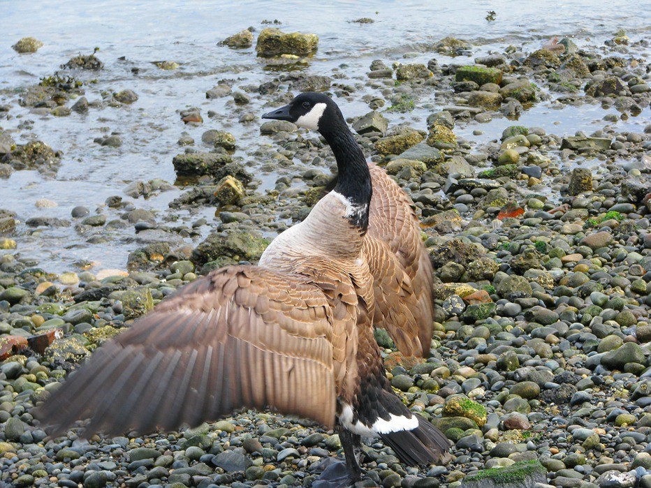 Canada Goose - Mark Vernon