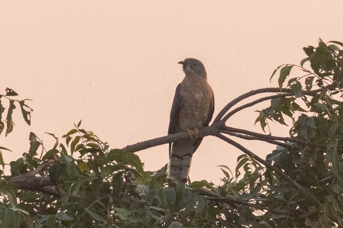 Common Hawk-Cuckoo - ML305061341