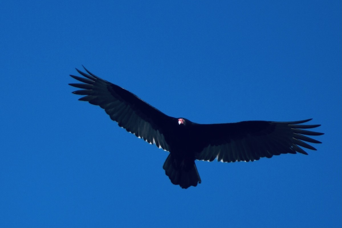 Turkey Vulture - ML305068941
