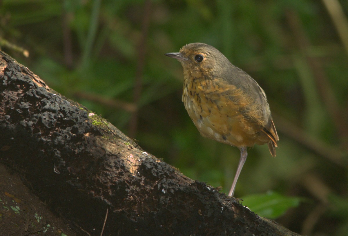 Speckle-breasted Antpitta - ML305070271