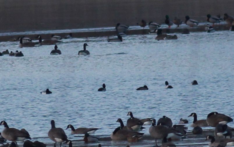 Greater Scaup - ML305071721