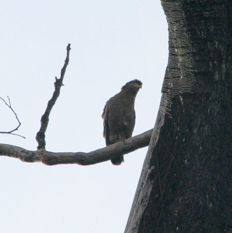 Crested Serpent-Eagle - ML305073151