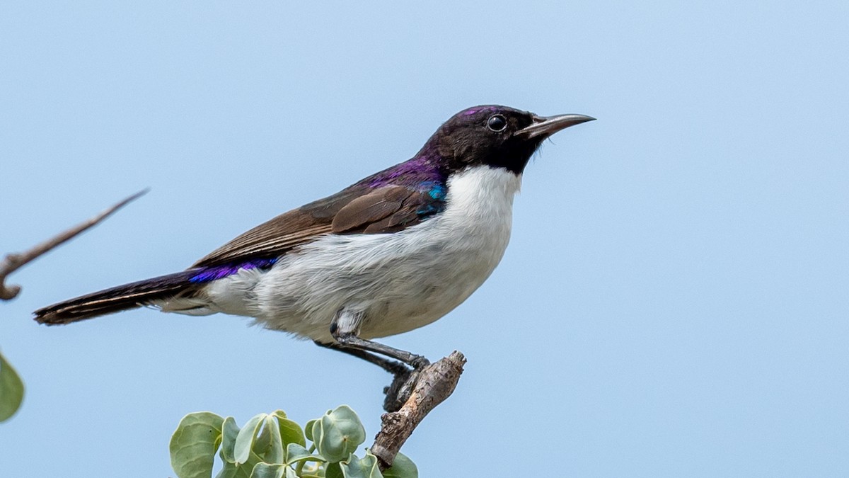 Eastern Violet-backed Sunbird - ML305073651
