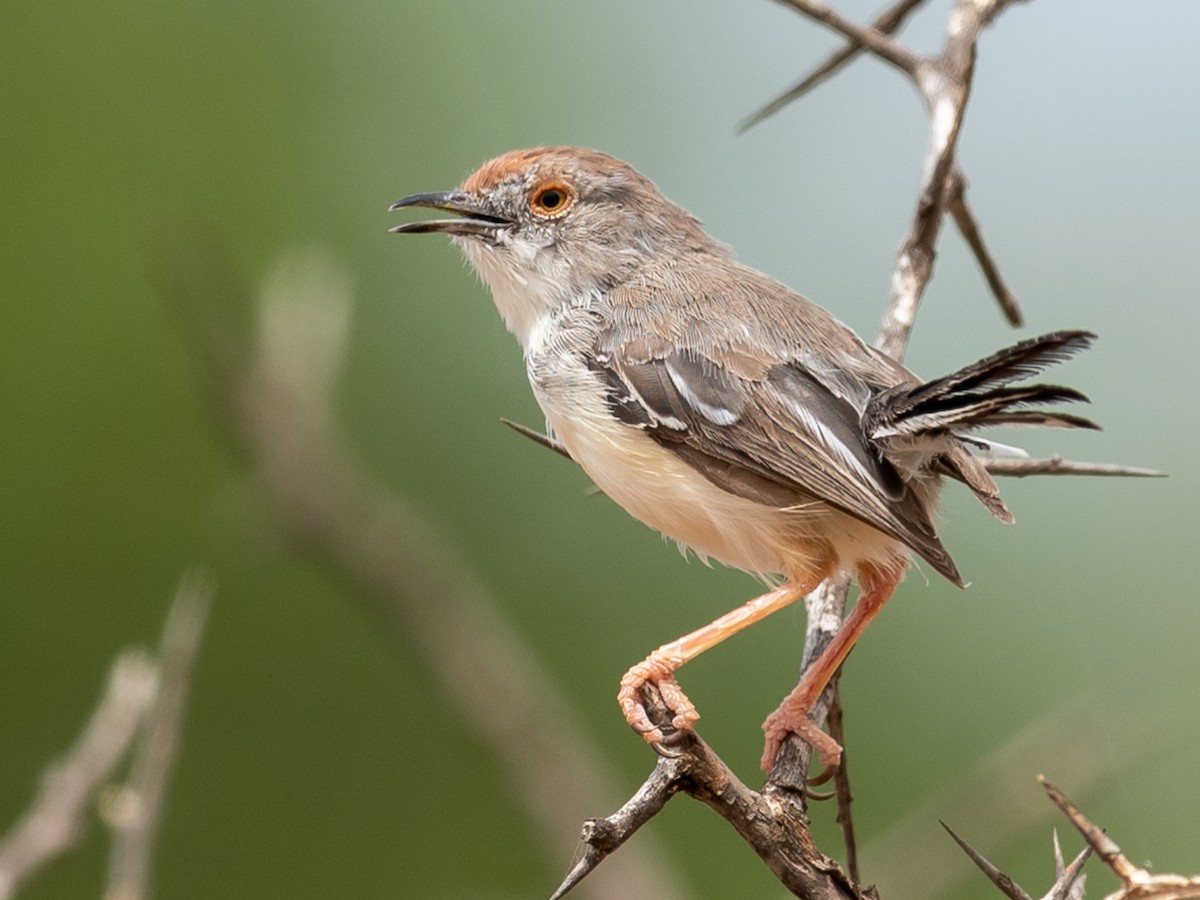Red-fronted Prinia - Jean-Louis  Carlo