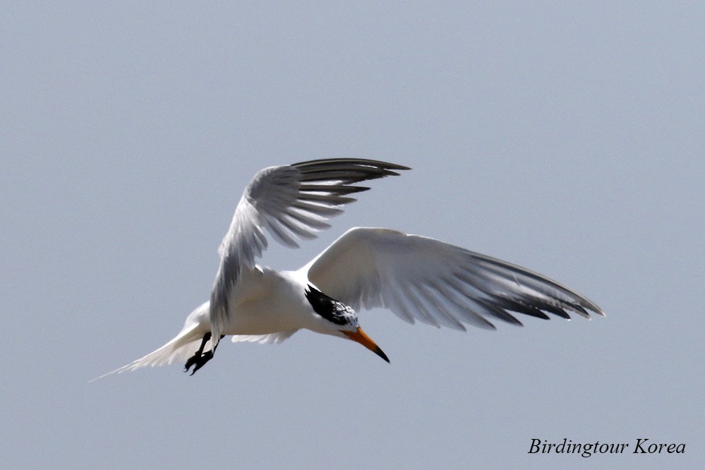 Chinese Crested Tern - ML305078671