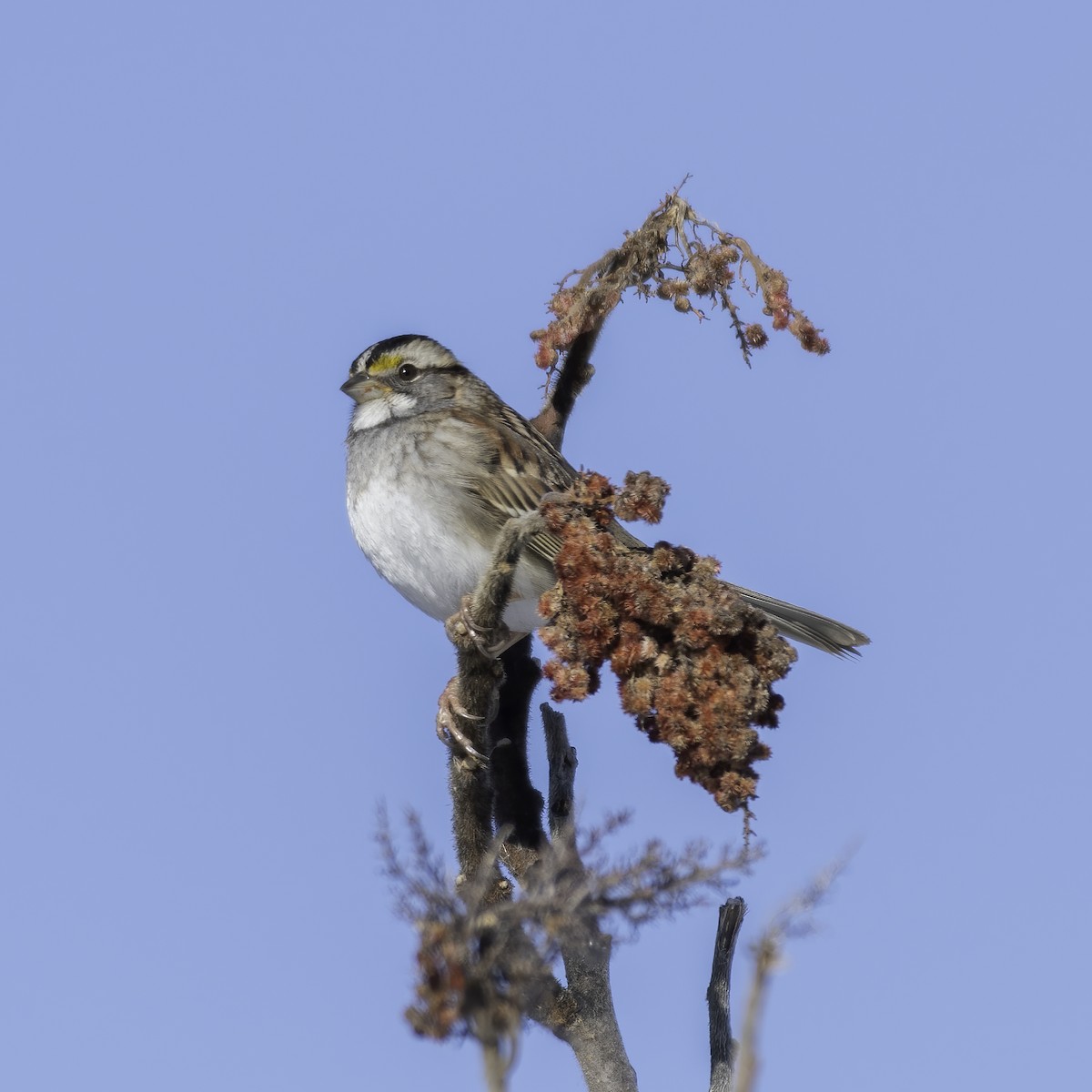 White-throated Sparrow - Tabor Wells
