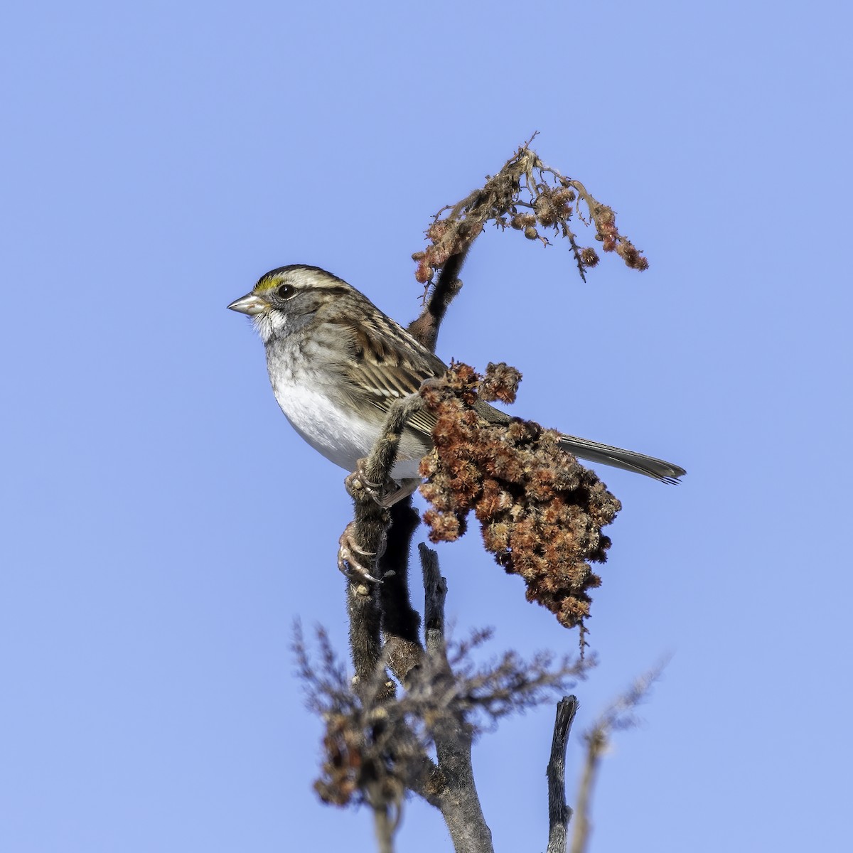 White-throated Sparrow - ML305079861