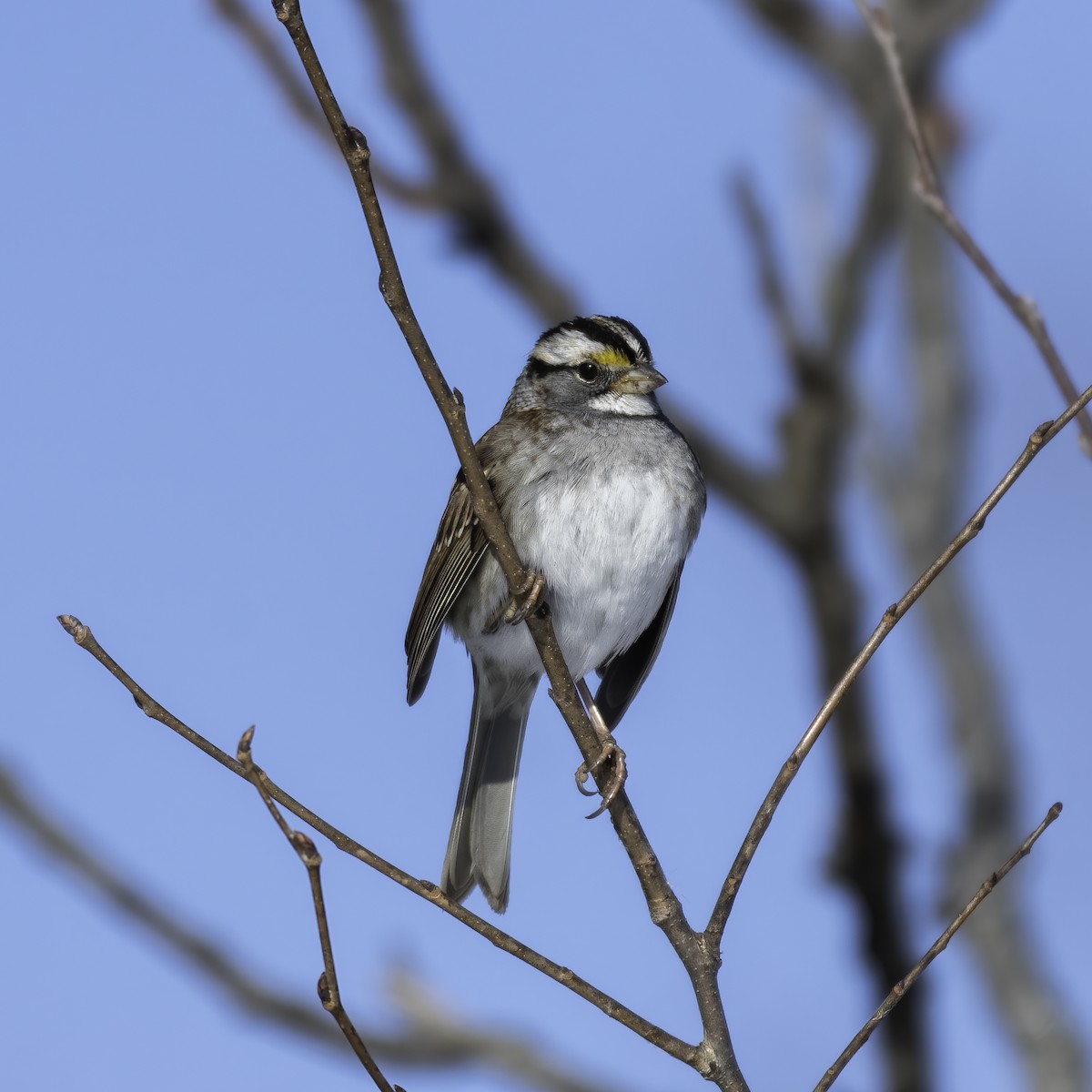White-throated Sparrow - ML305079881