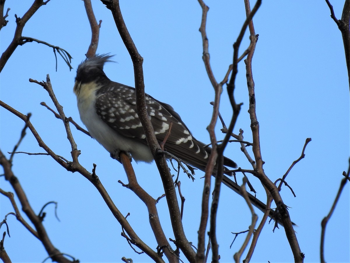 Great Spotted Cuckoo - ML305082561