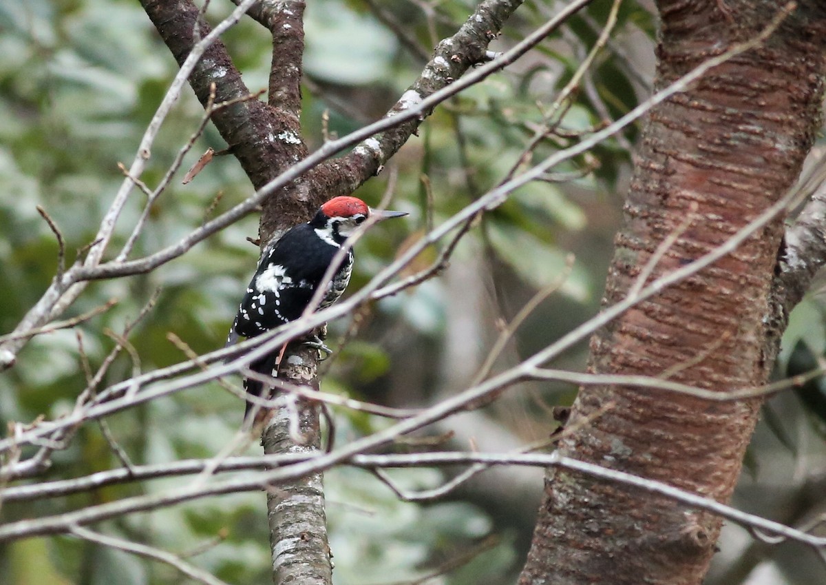 White-backed Woodpecker - Cheng Qian