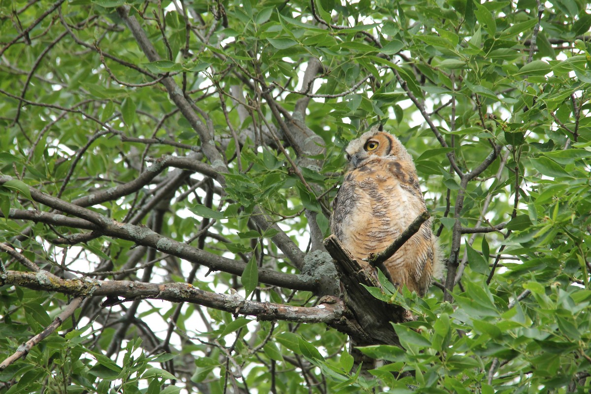 Great Horned Owl - Mark Benson