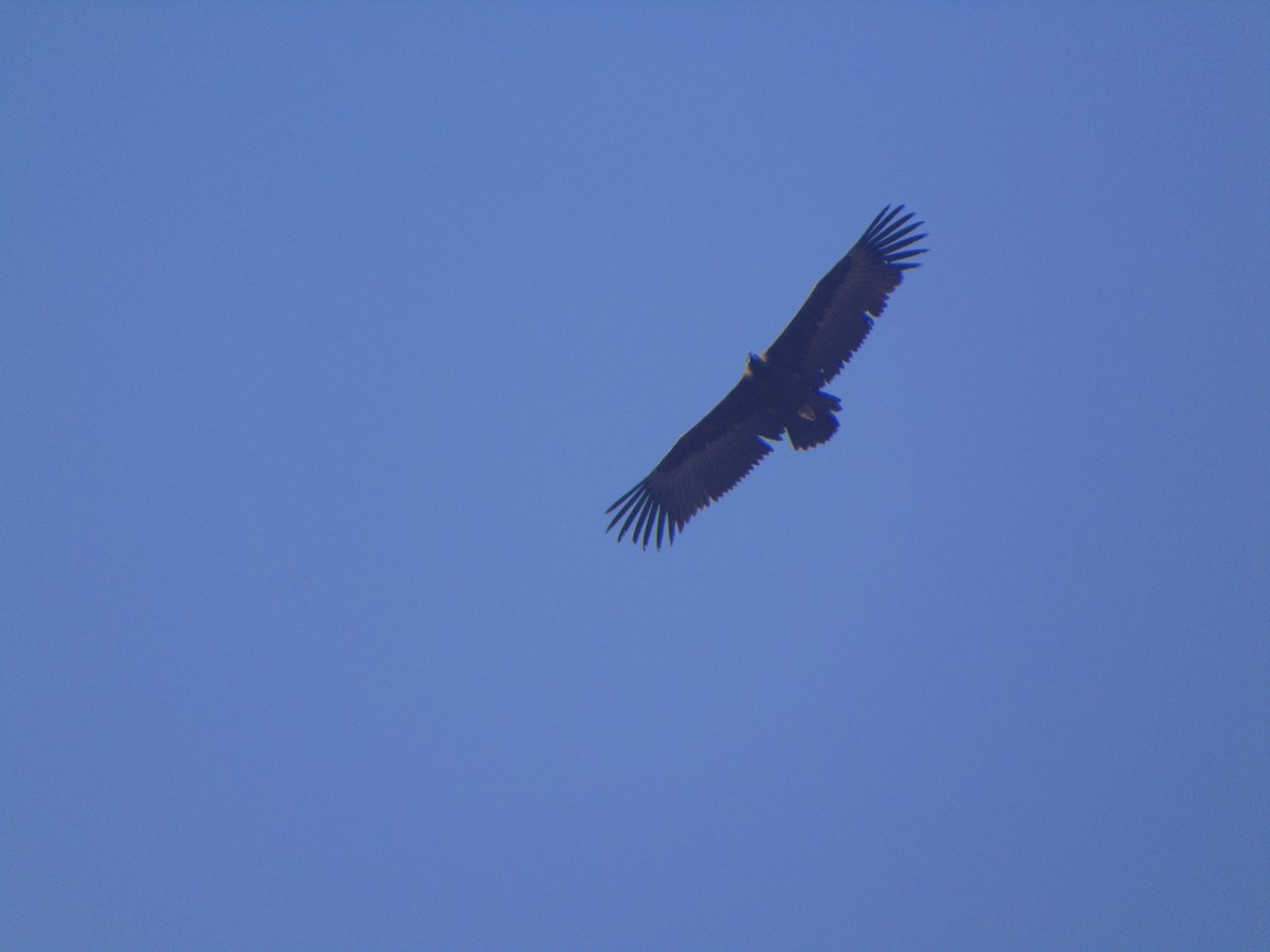 Cinereous Vulture - ML305088251