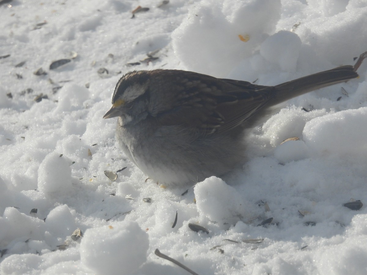 White-throated Sparrow - ML305089911
