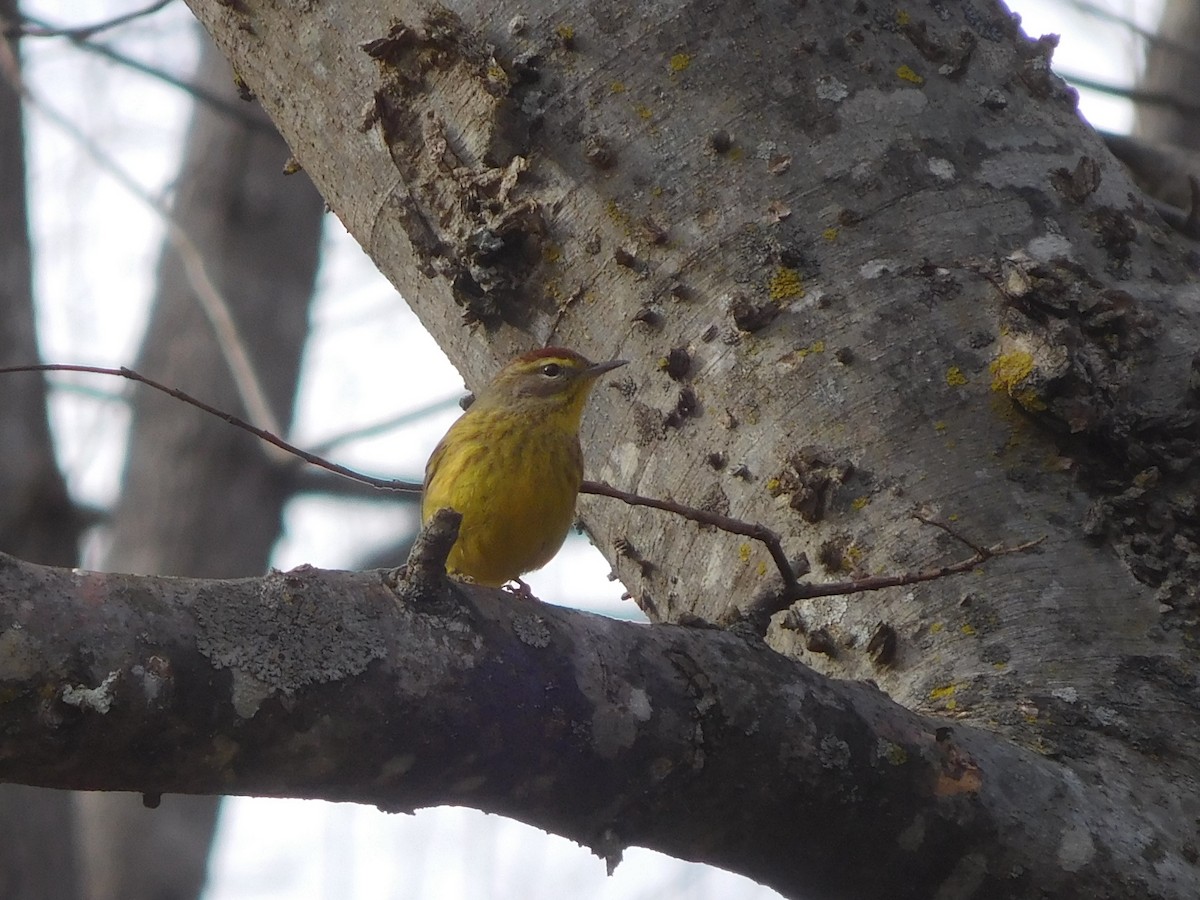 Palm Warbler (Yellow) - ML305091141