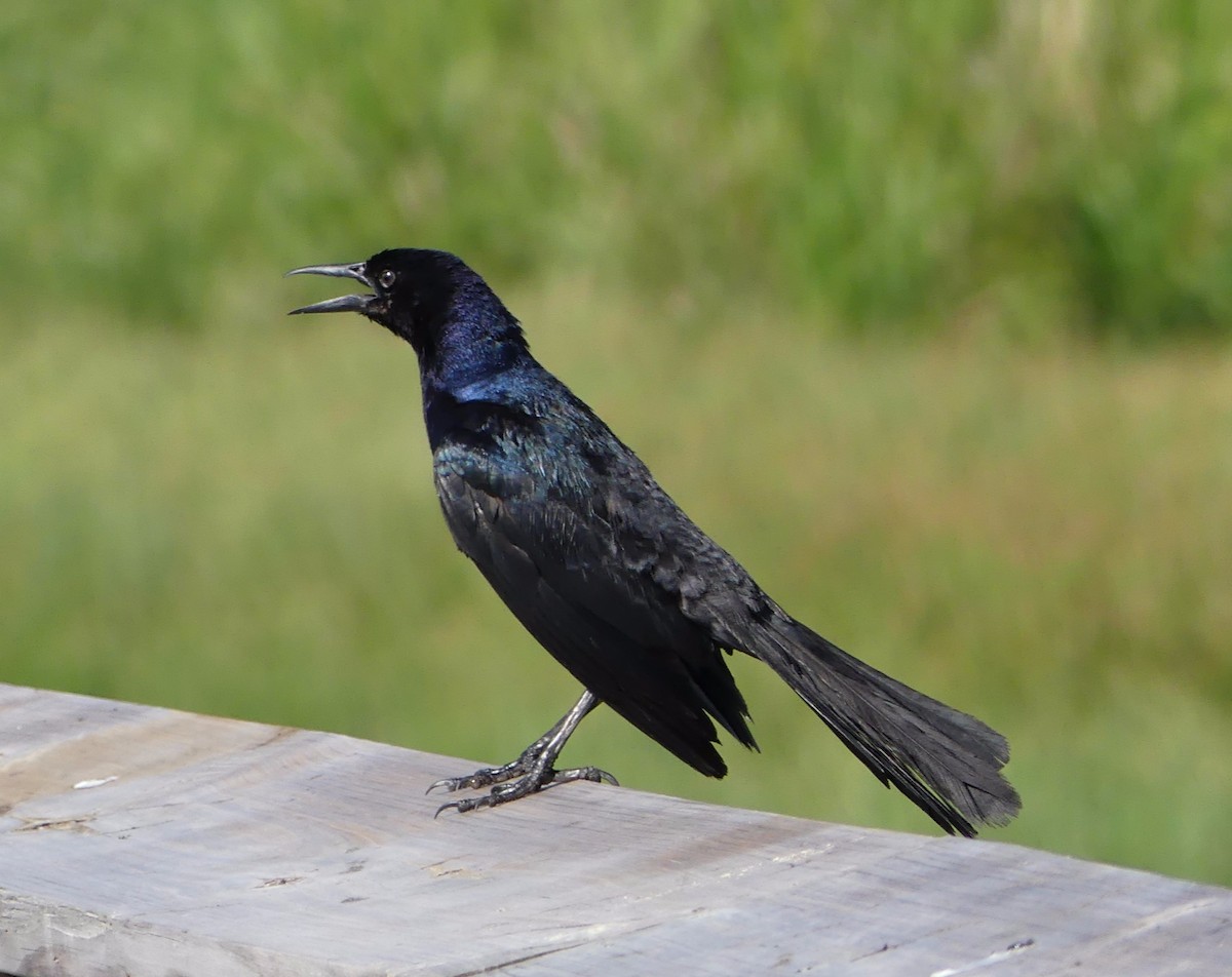 Boat-tailed Grackle - ML30510671