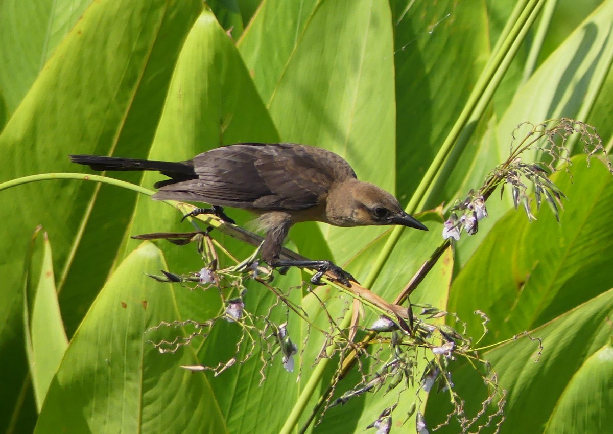 Boat-tailed Grackle - ML30510681