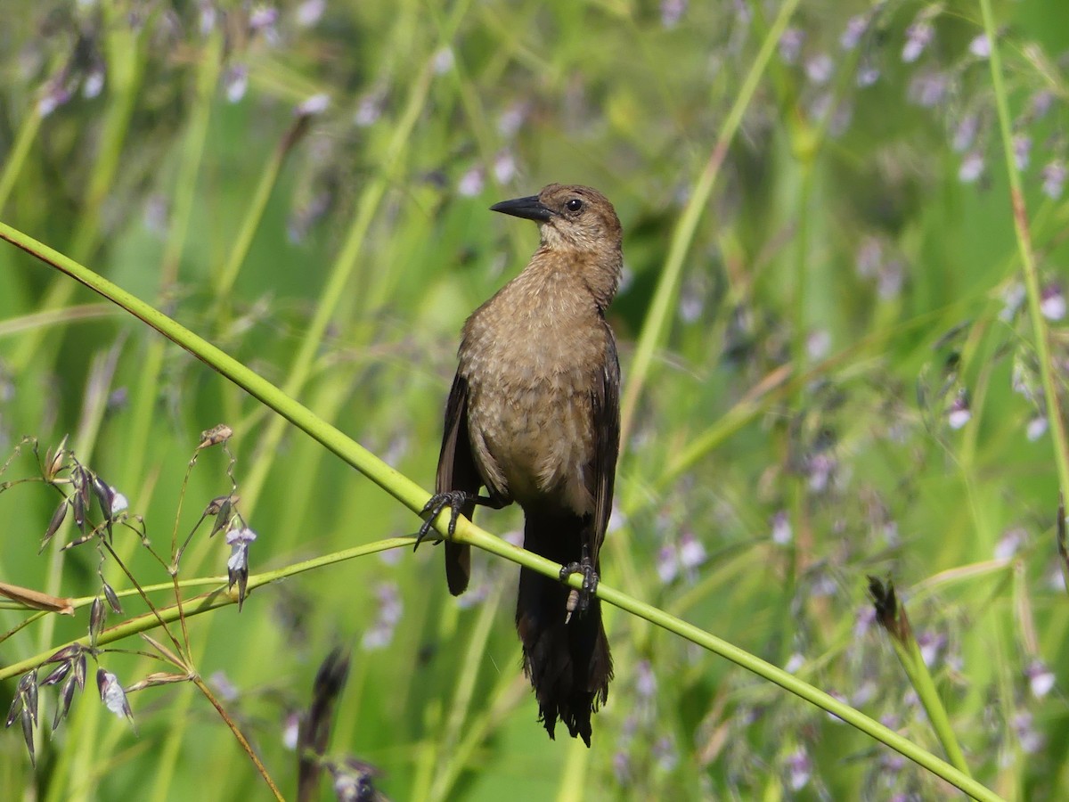 Boat-tailed Grackle - ML30510691