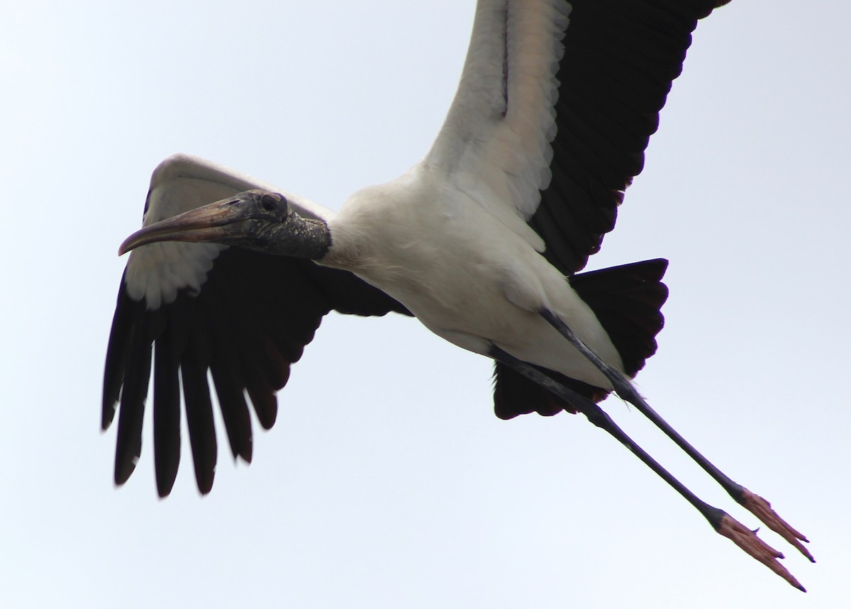 Wood Stork - Marie Chappell