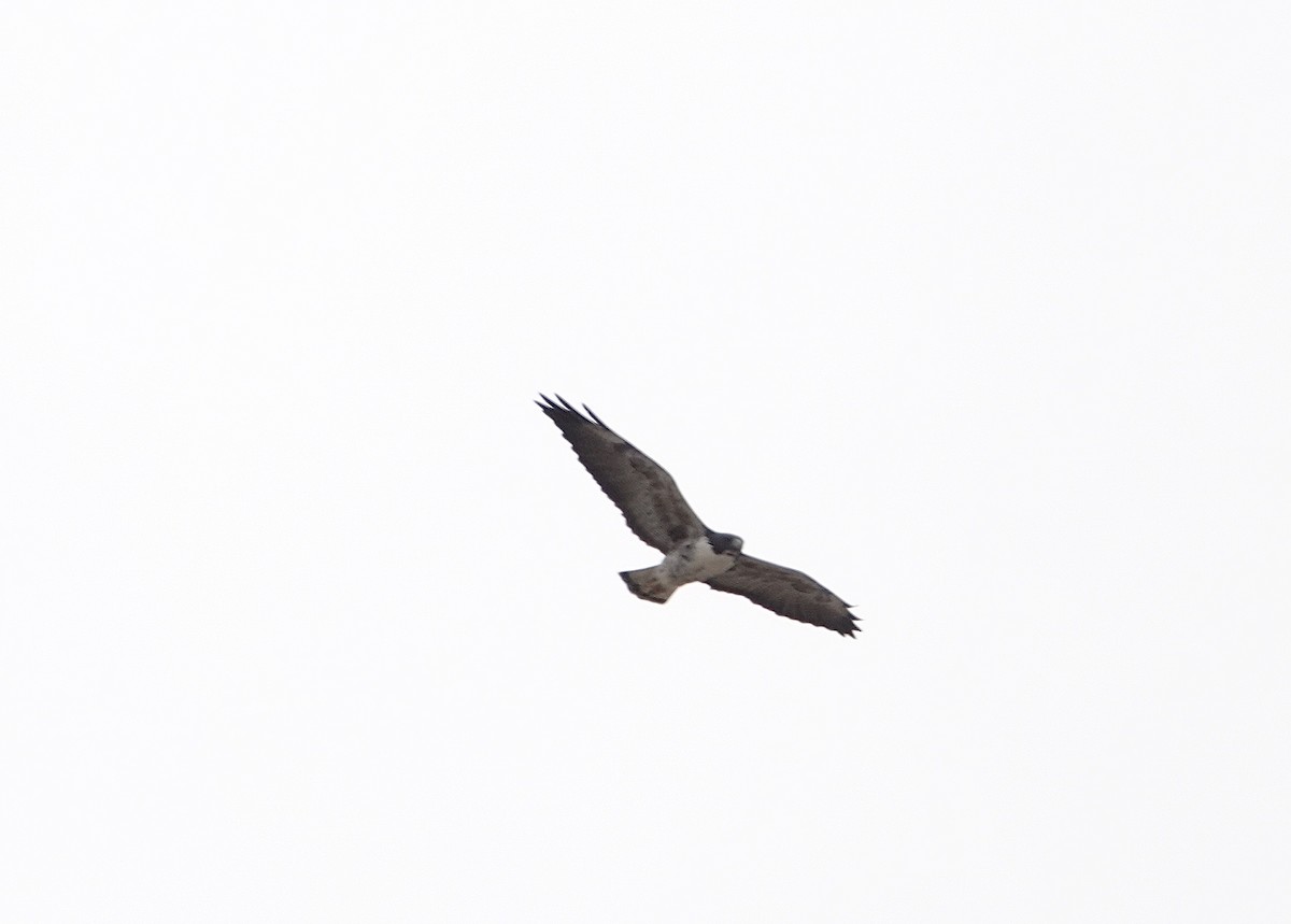 White-tailed Hawk - Susan Hartley