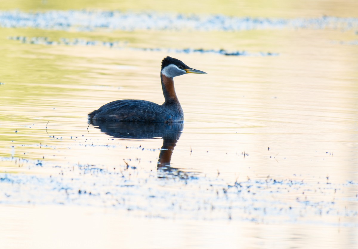 Red-necked Grebe - ML30511851