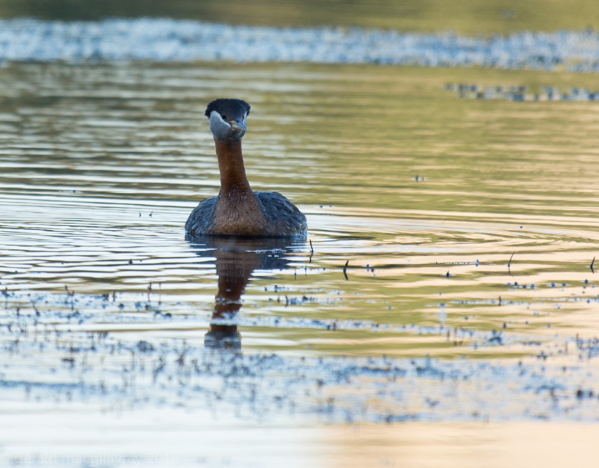 Red-necked Grebe - ML30511861