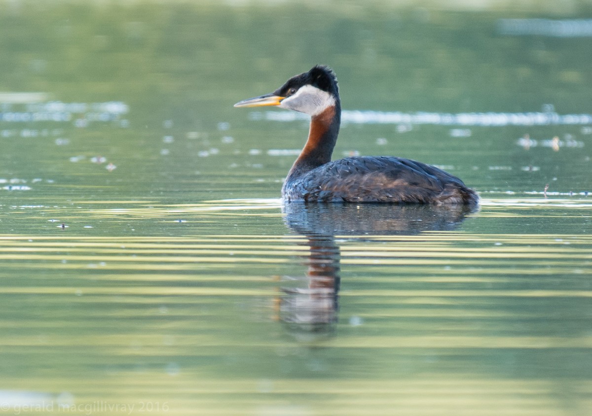 Red-necked Grebe - ML30511871