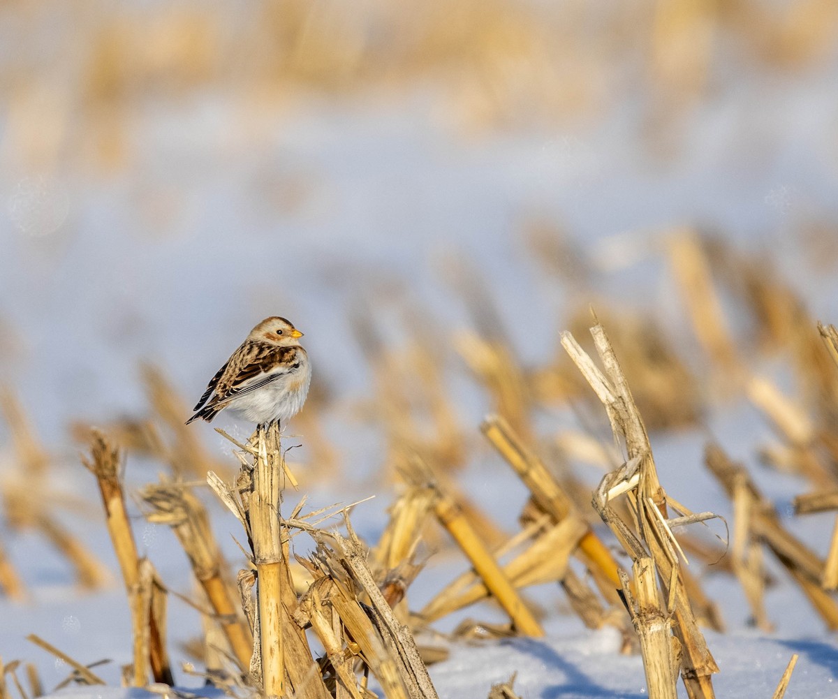 Snow Bunting - Jeff Timmons