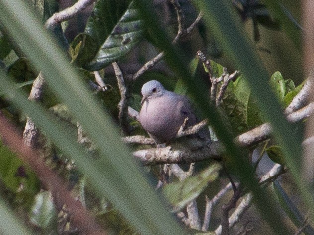 Plain-breasted Ground Dove - ML305120991