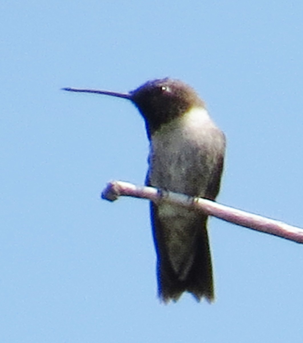 Black-chinned Hummingbird - ML30512371