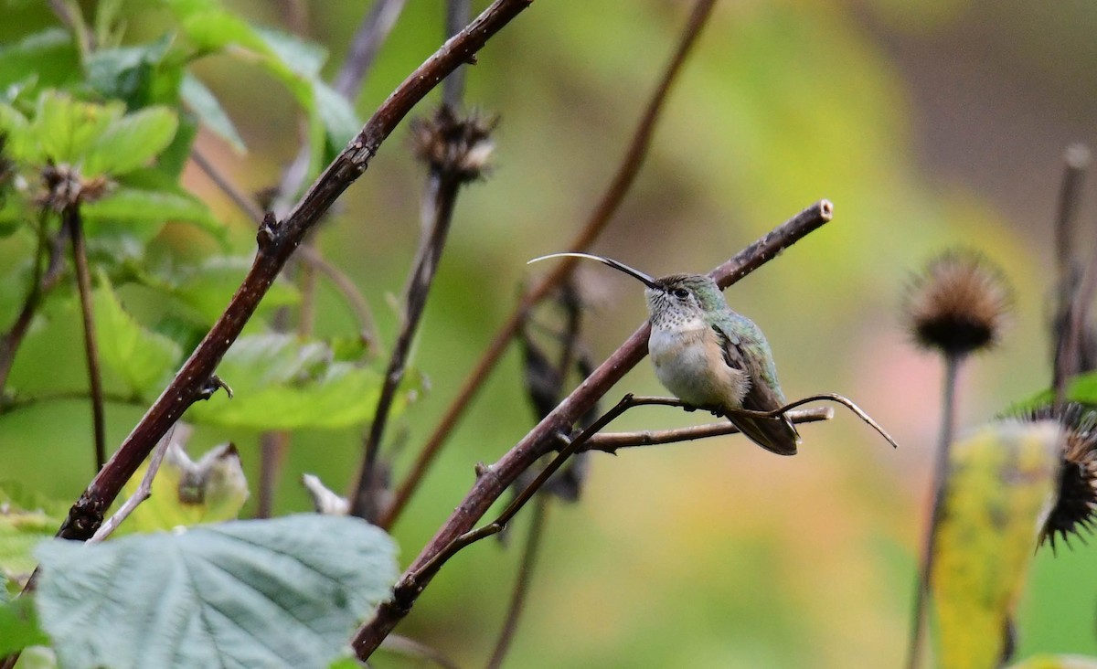 Calliope Hummingbird - ML305126641