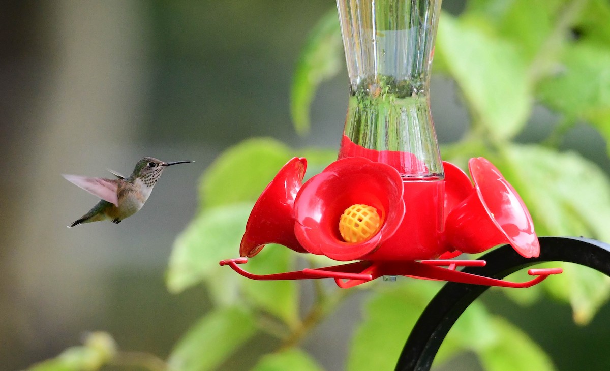 Calliope Hummingbird - ML305126961