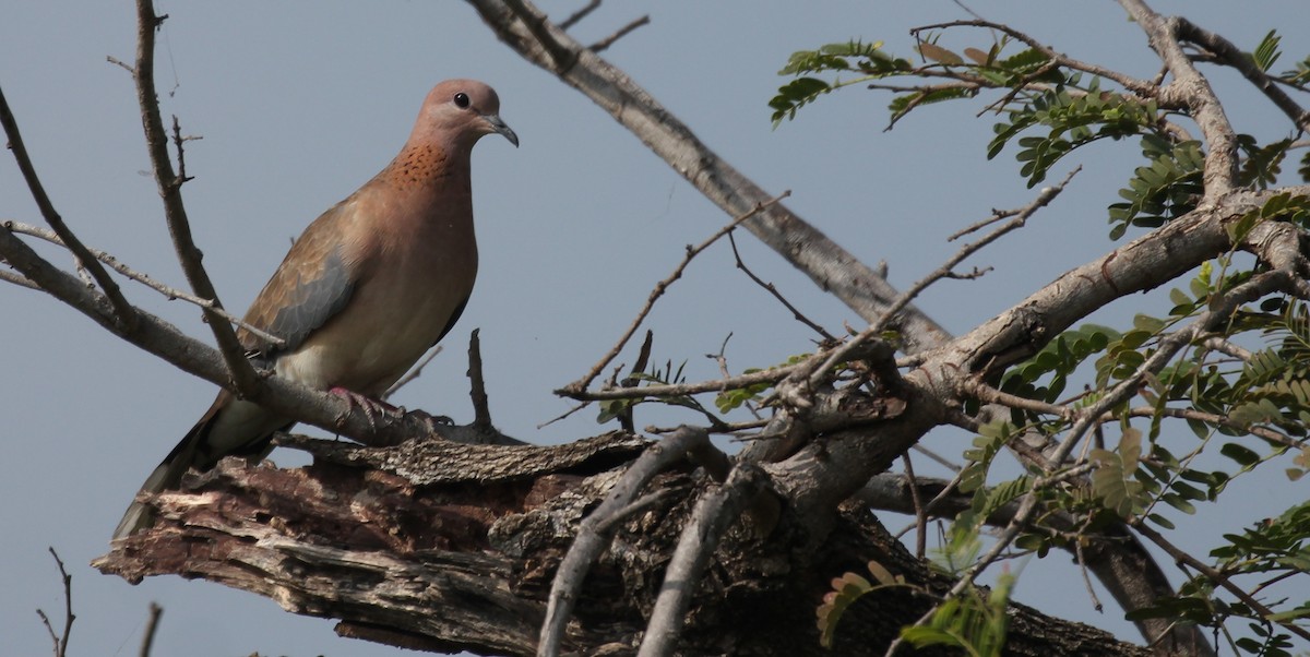 Laughing Dove - ML305128321