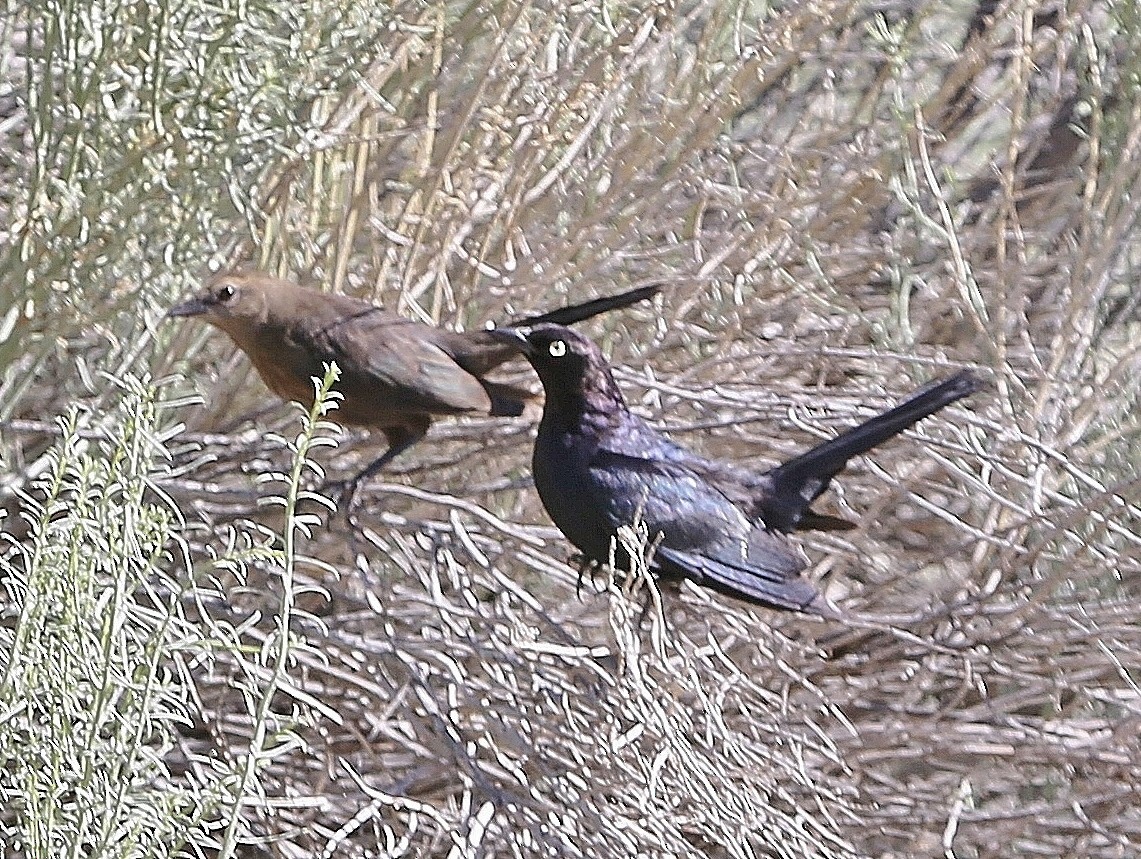 Great-tailed Grackle - Ray Hasey