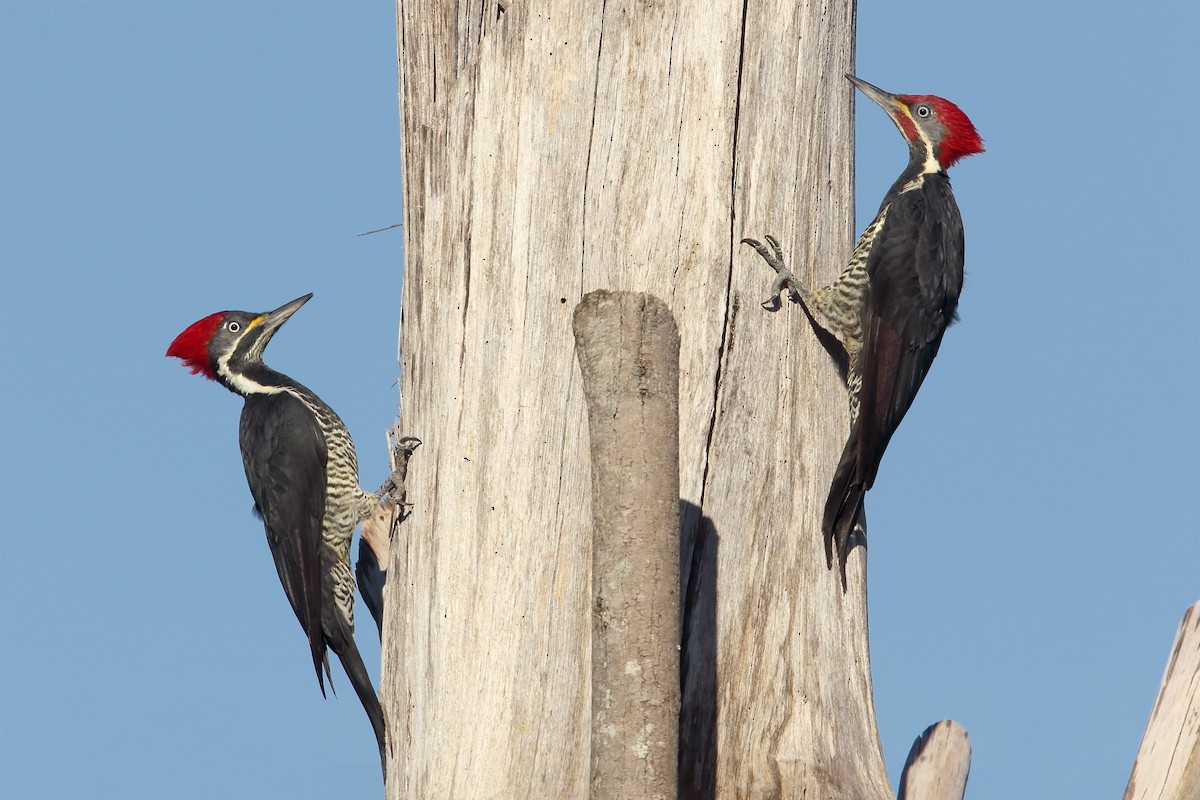 Lineated Woodpecker - ML305133621