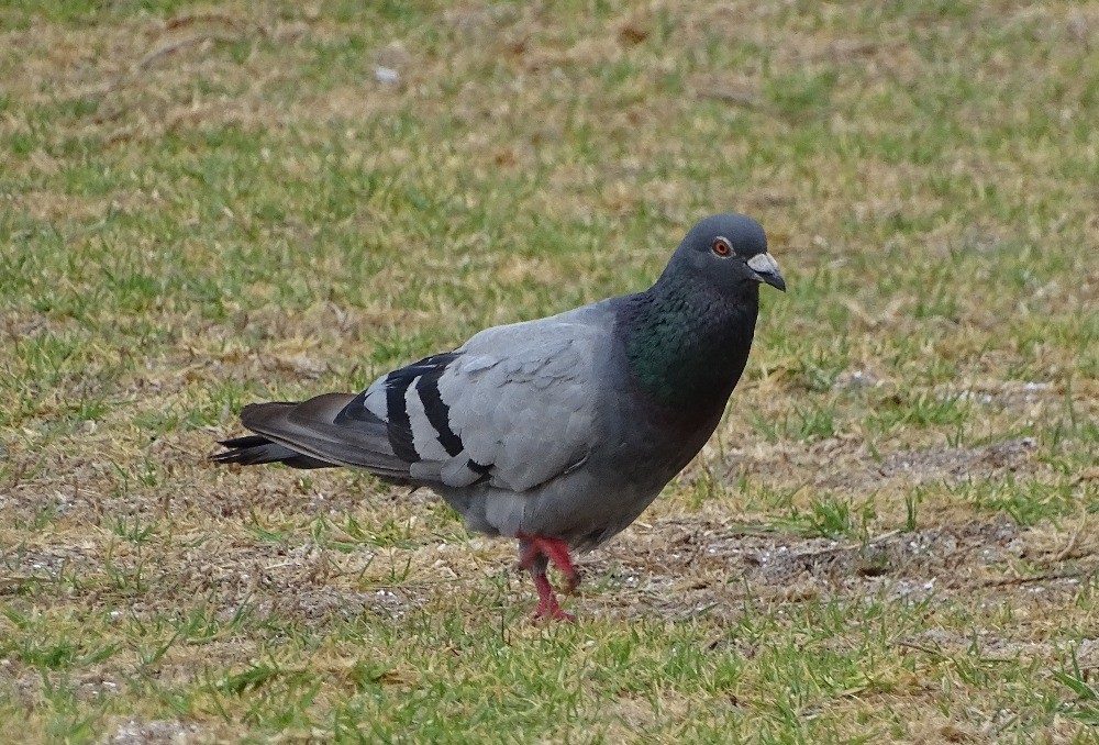 Rock Pigeon (Feral Pigeon) - ML305136111