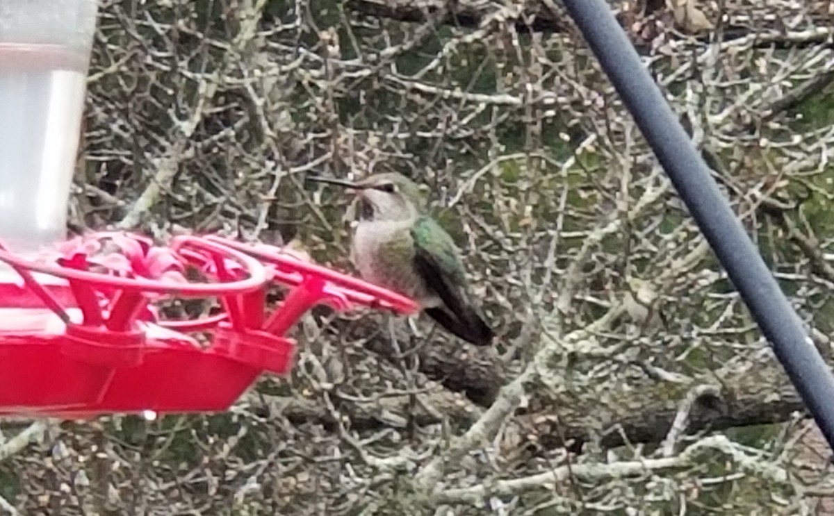 Anna's Hummingbird - ML305138141