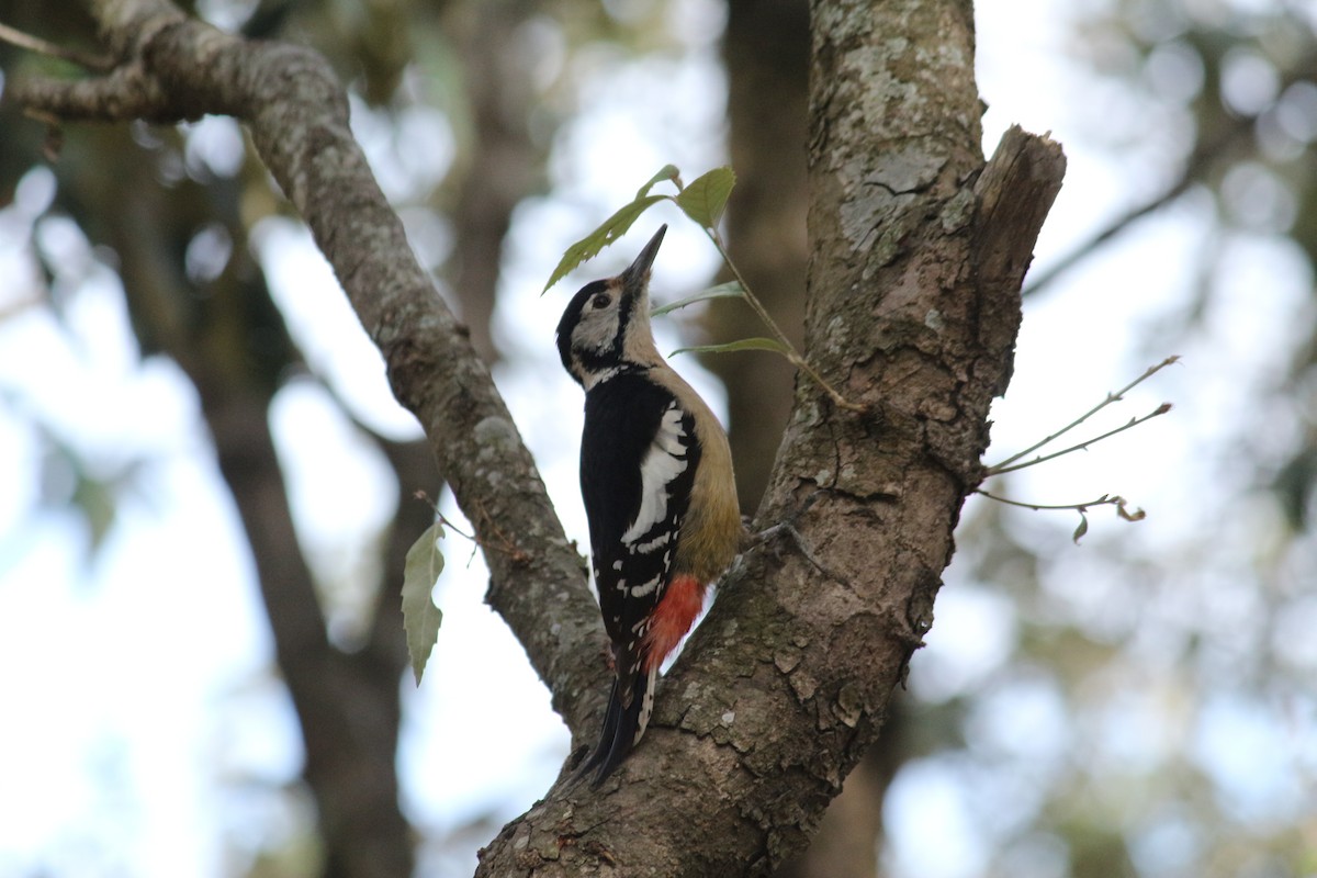 Himalayan Woodpecker - ML305142931