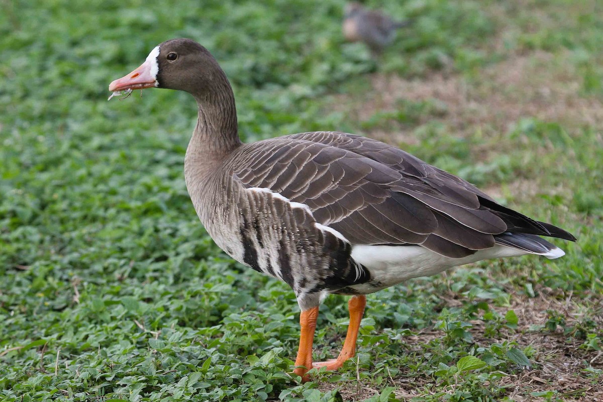 Greater White-fronted Goose - ML30514781
