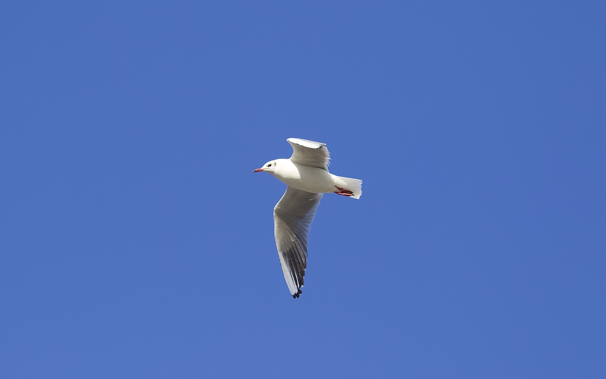 Mouette rieuse - ML305150381