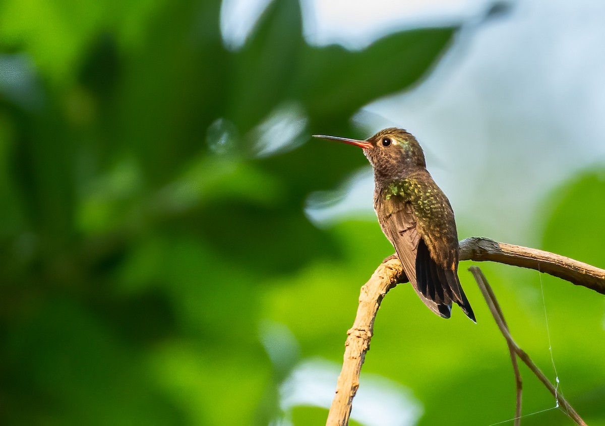 kolibřík safírový - ML305150471