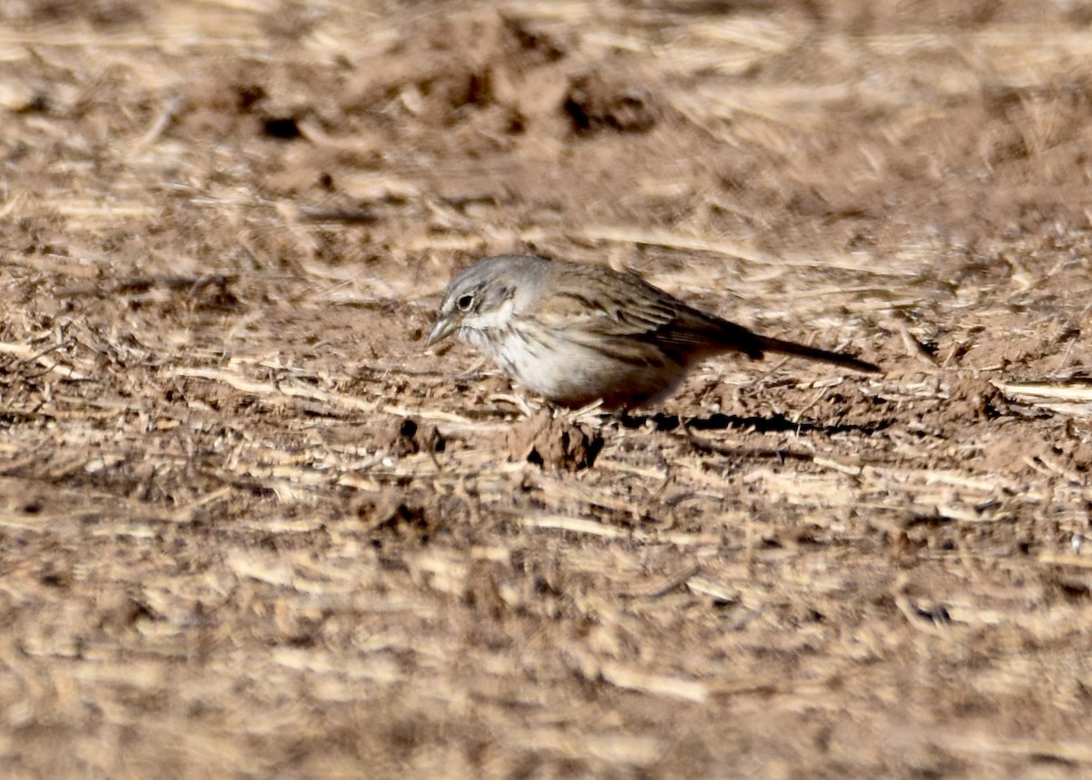 Sagebrush Sparrow - Kanayo Rolle
