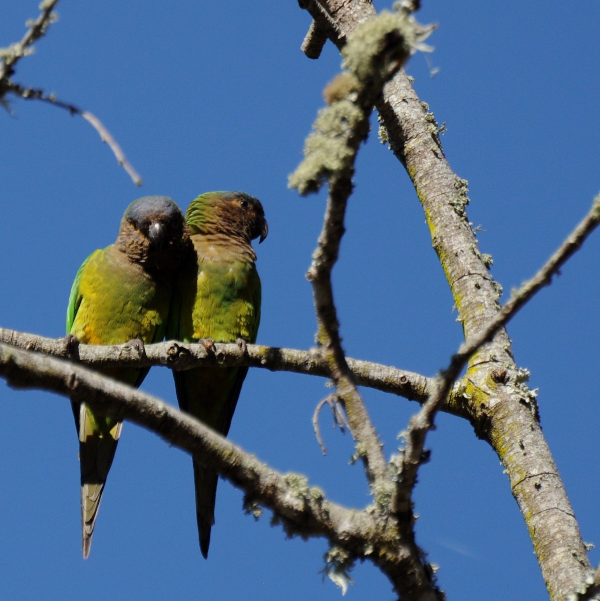 Brown-throated Parakeet - Diana Flora Padron Novoa