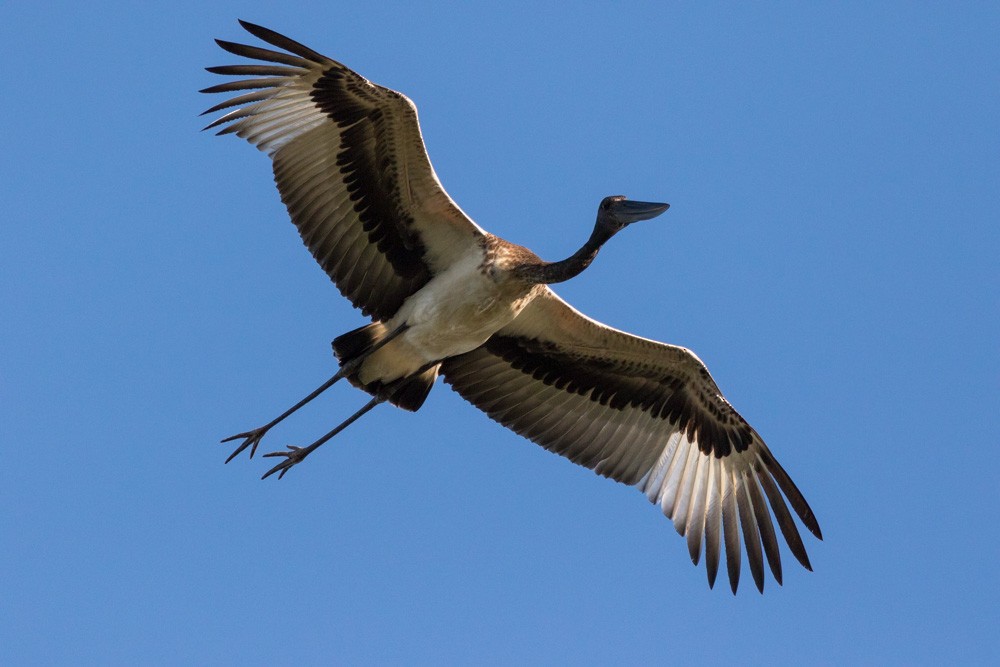 Black-necked Stork - Malcolm Graham