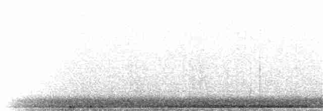holub kanárský - ML305162