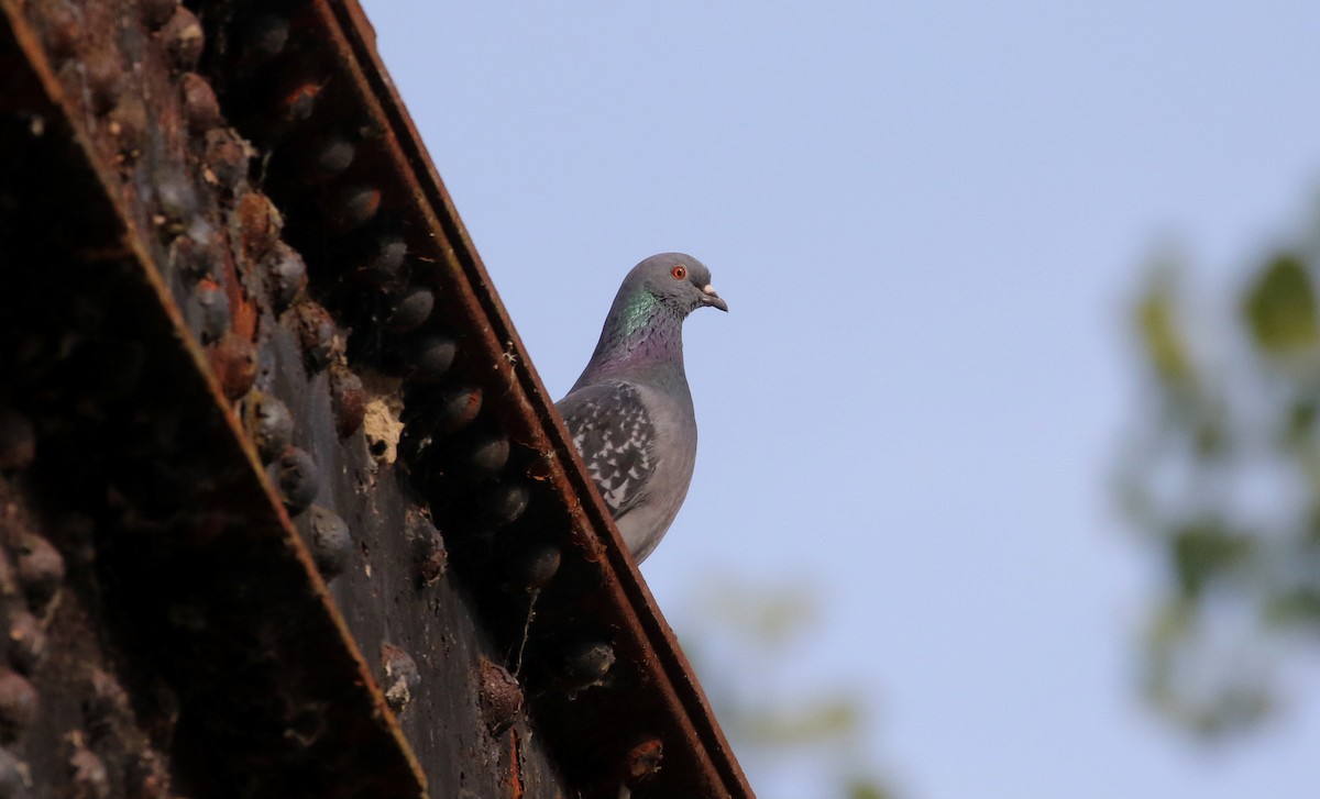 Rock Pigeon (Feral Pigeon) - ML305162181