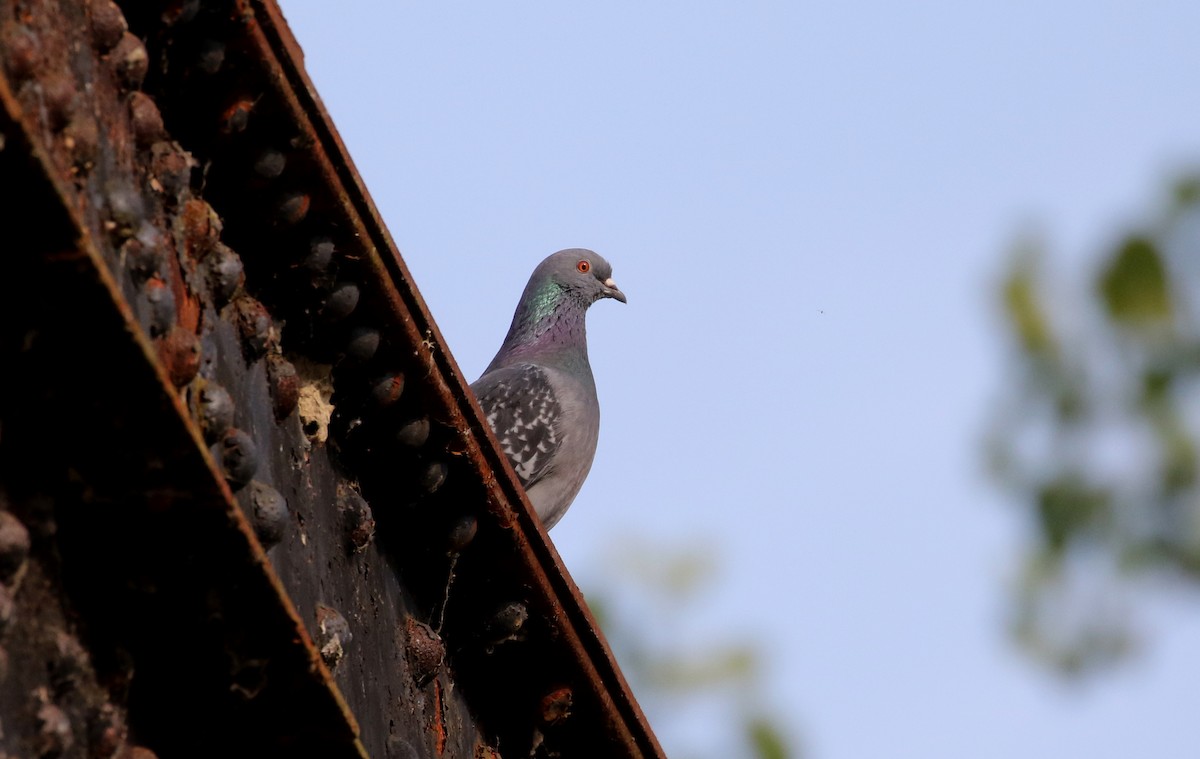 Rock Pigeon (Feral Pigeon) - ML305162191