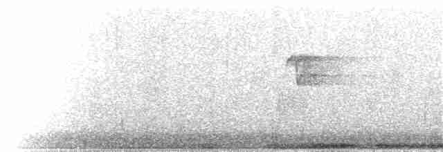 holub kanárský - ML305163