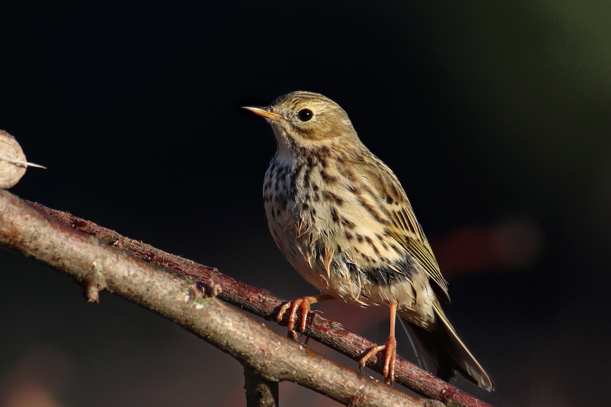 Meadow Pipit - ML305165111